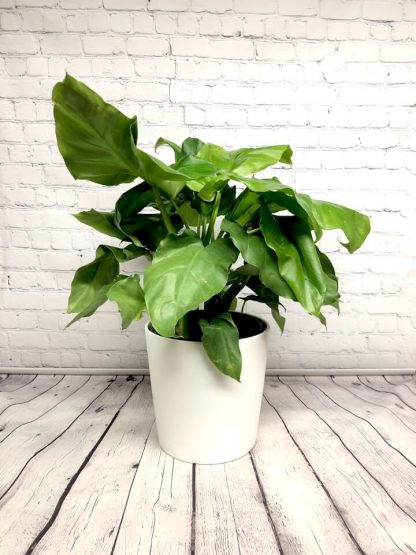 Philodendron Wilsonii Giganteum 10” BESOIN D’AMOUR