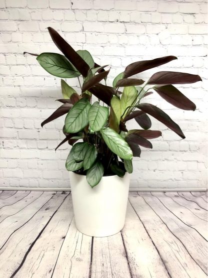 Calathea Vittata 8”
