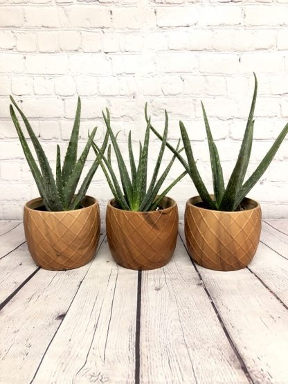 Cache-pot Silvi Losanges 4.5”