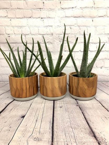 Cache pot Silvi Ogives 4.5”