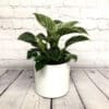 Cache-pot Rosa Blanc 5” – Image 2