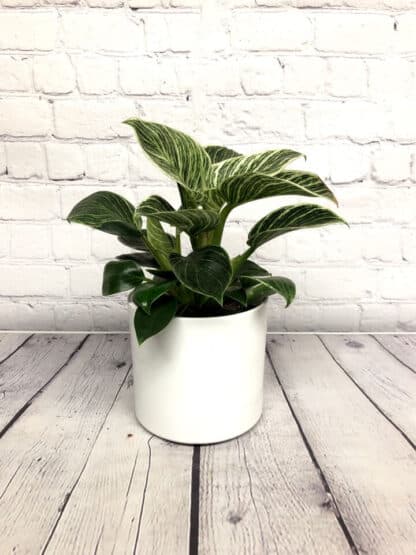 Cache-pot Rosa Blanc 5” – Image 2