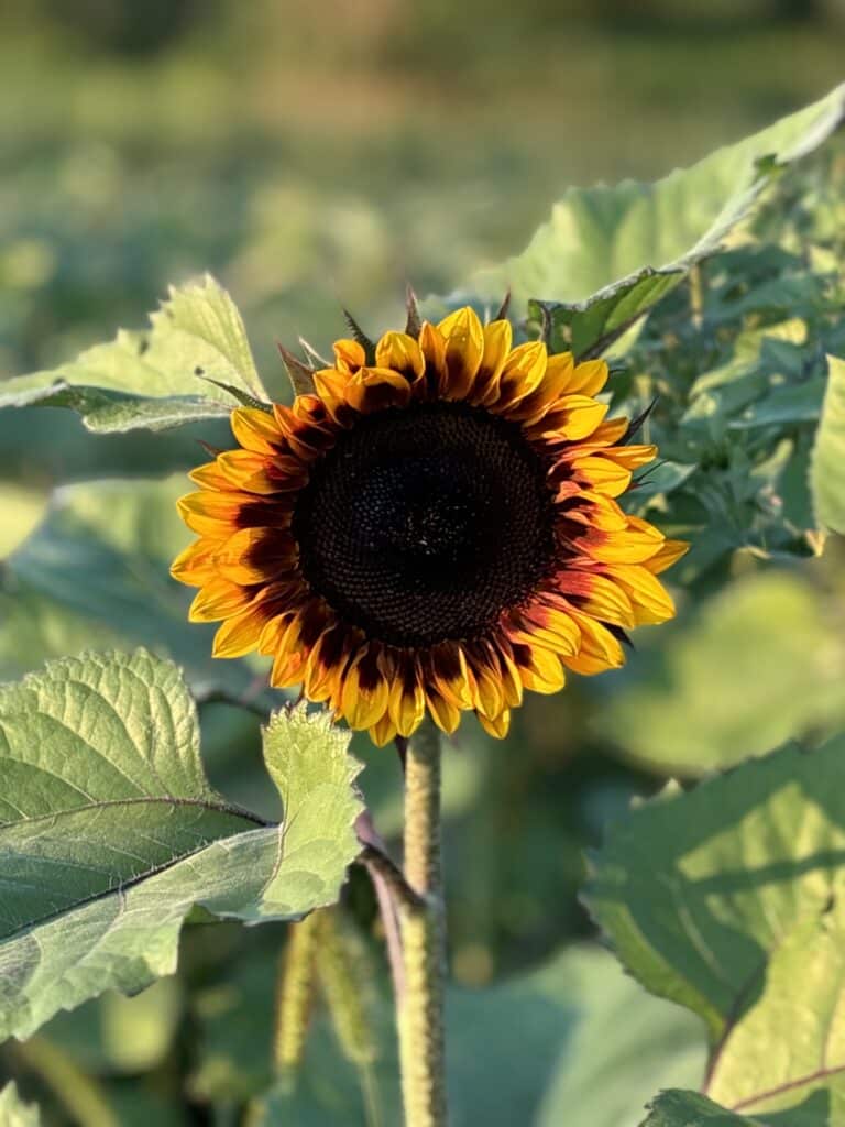Promo d'été Tournesols Local