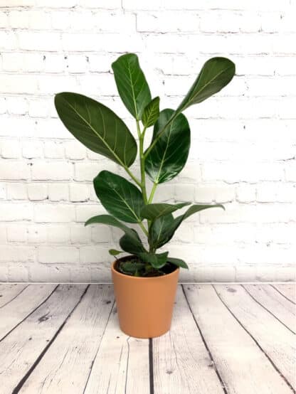Ficus Audrey 3.5”