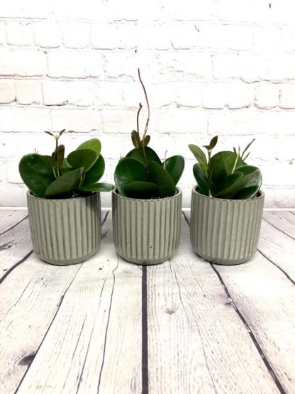 Hoya australis vert 3.5”