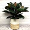 Ficus Elastica Burgundy – Image 2