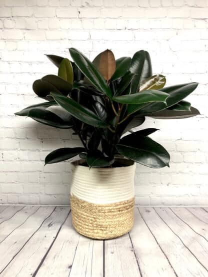 Ficus Elastica Burgundy – Image 2