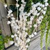 Cerises de terre Préservé Blanchi