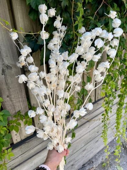 Cerises de terre Préservé Blanchi