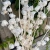Cerises de terre Préservé Blanchi – Image 2