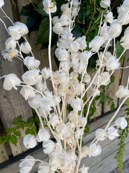 Cerises de terre Préservé Blanchi – Image 2