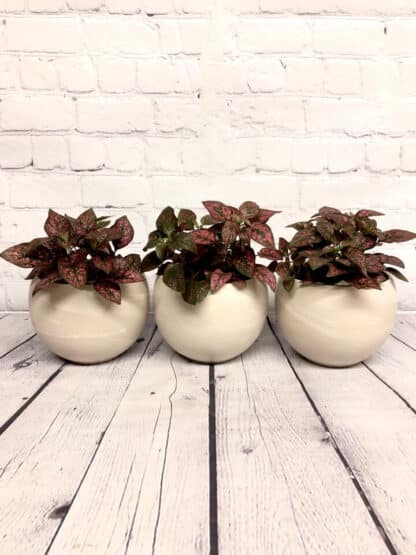 Hypoestes 3.5”