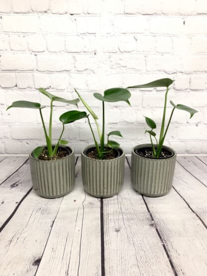 Petit monstera 3.5”