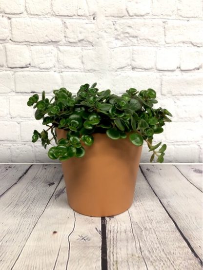 Sedum Makinoi 5’’