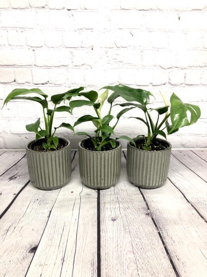 Rhaphidophora Tetrasperma 6"