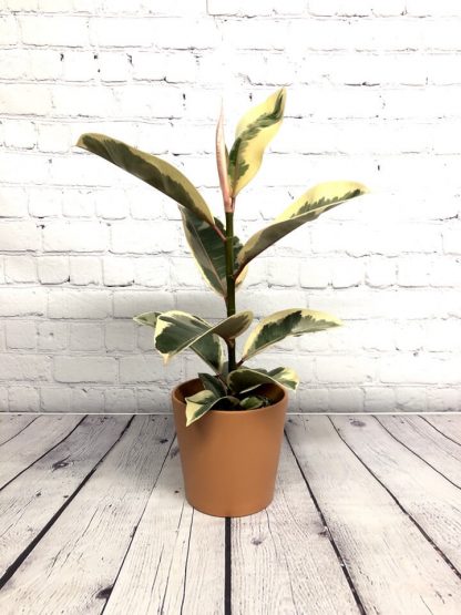 Ficus elastica Tineke 5”