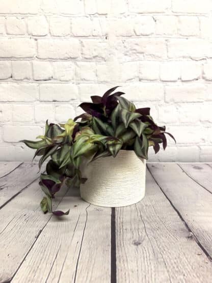 Tradescantia Zebrina 3.5”
