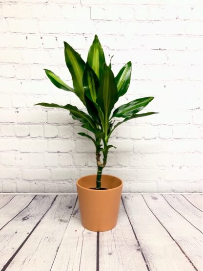 Dracaena cintho 3.5’’