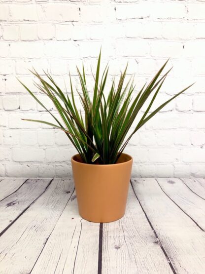 Dracaena marginata 3.5’’