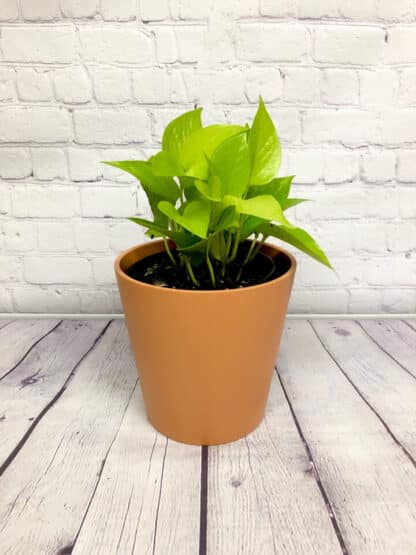 Pothos Néon 6’’