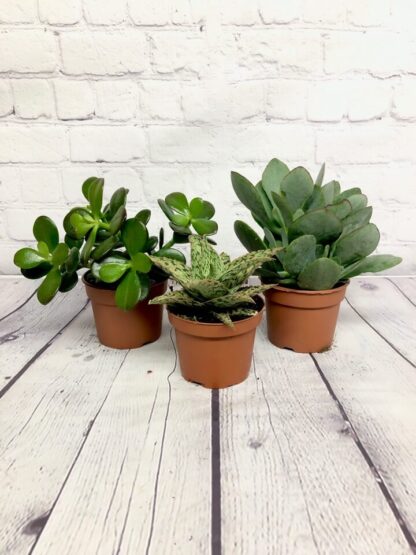 Succulente assorties 3.5’’