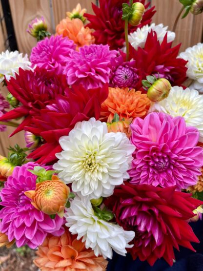 Bouquet de Dahlias locaux