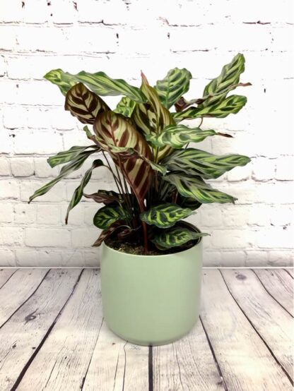 Calathea Makoyana 6.5”