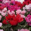 Cyclamen 4 Pouces – Image 3