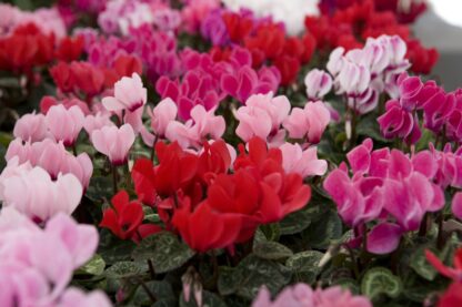 Cyclamen 4 Pouces – Image 3