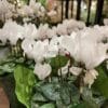 Cyclamen 4 Pouces