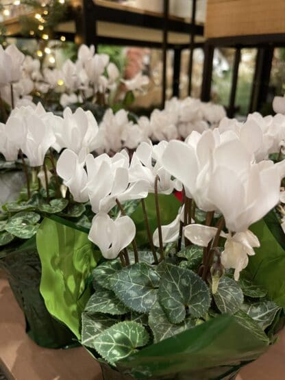 Cyclamen 4 Pouces