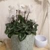 Cyclamen 4 Pouces – Image 2