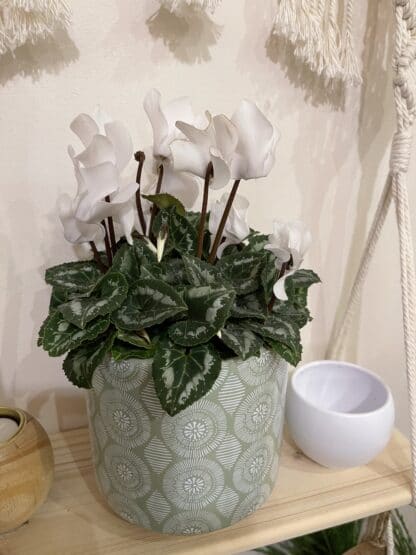 Cyclamen 4 Pouces – Image 2
