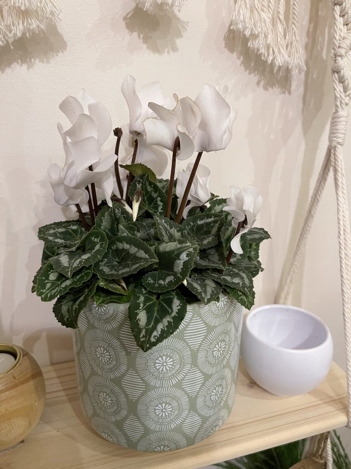 Cyclamen 4 Pouces