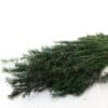 Melaleuca Bracteata