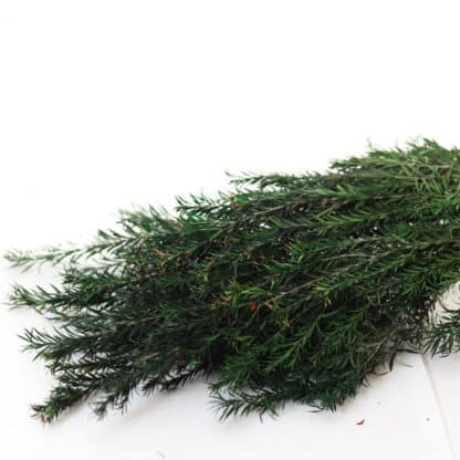 Melaleuca Bracteata