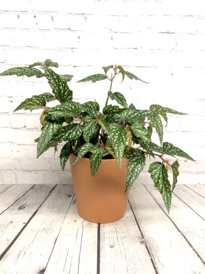 Begonia angel medora 6’’