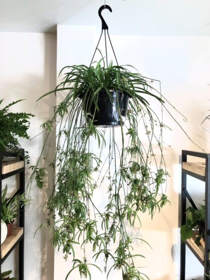 Chlorophytum vert - Plante araignée 10’’ en panier suspendu