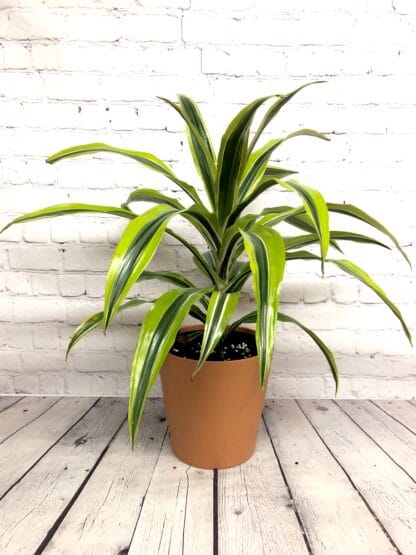 Dracaena lime 7’’