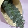 Eucalyptus à la botte – Image 2