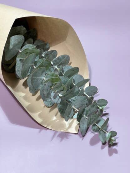 Eucalyptus à la botte