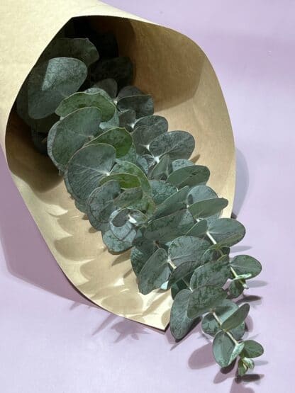 Eucalyptus à la botte – Image 2
