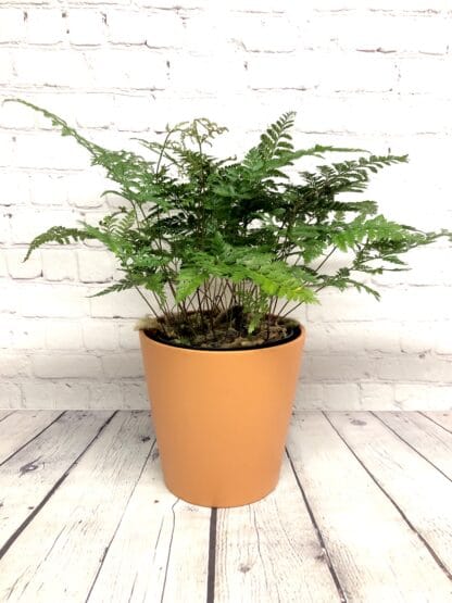 Fougère Davalia 6"