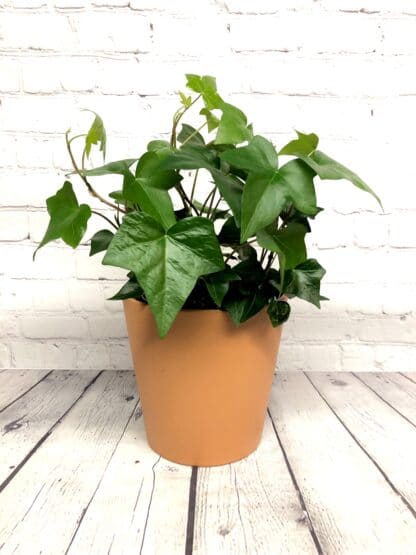Hedera Montgomery 6’’