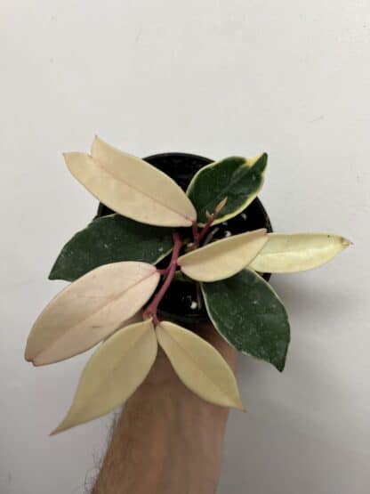 Hoya carnosa panaché 3.5"