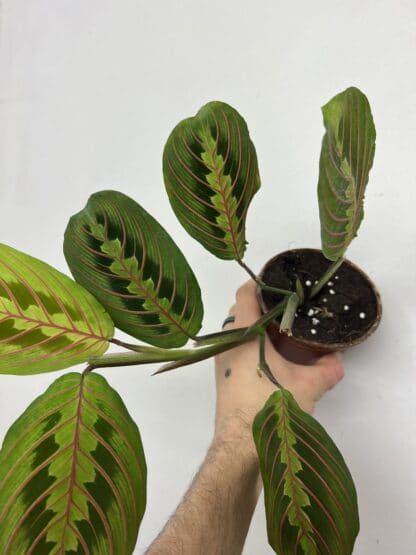 Maranta rouge 4"