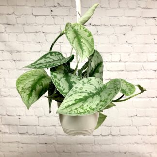 Philodendron silver  8’’
