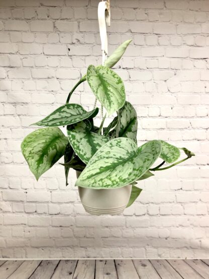 Philodendron silver  8’’