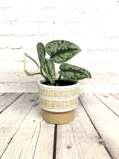 Pothos exotica silver 4’’