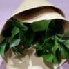 Ruscus à la botte – Image 2
